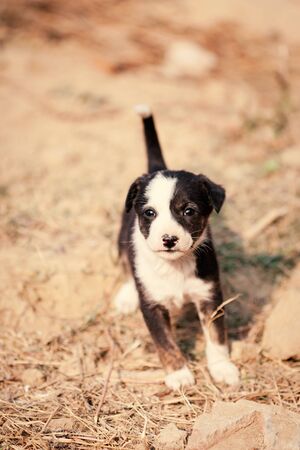 Cute puppy of Indian domestic dog (Indian pariah dog).の写真素材