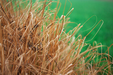 Beautiful background of raw and dry millet fodder for livestock in India.