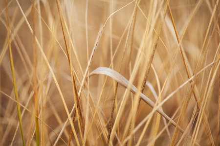 Beautiful background of raw and dry millet fodder for livestock in India.の写真素材