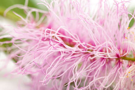 Closeup of religious flower of  prosopis cineraria, also known as Ghaf or shami, isolated over whiteの写真素材