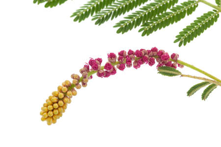 Closeup of religious flower of  prosopis cineraria, also known as Ghaf or shami, isolated over whiteの写真素材