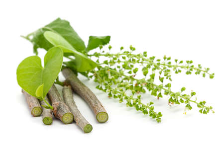 Macro closeup of organic Gulvel or Giloy  (Tinospora cordifolia) herb with organic holy basil (Ocimum tenuiflorum) fresh green leaf and stem isolated over white backgroundの写真素材