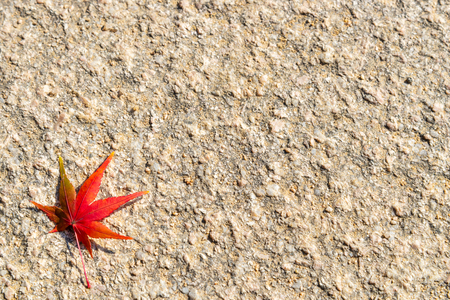 Isolated red autumn leaf on the rough backgroundの写真素材