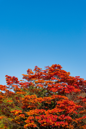Red autumn leaves with blue sky backgroundの写真素材