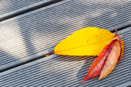 Yellow, Red and Brown leaves on wooden backgroundの写真素材