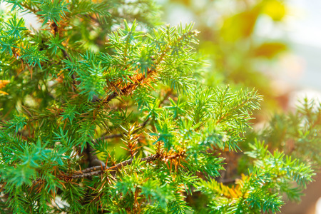 Close up of young Juniper tree with sunlight backgroundの写真素材