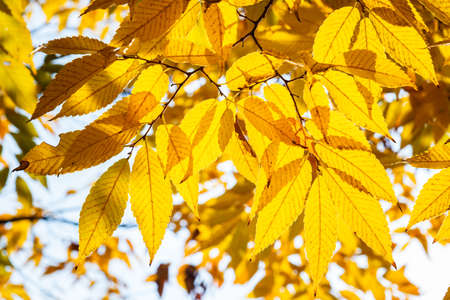 Bright translucent yellow autumn leaves in the park. Fall leaves background.の写真素材
