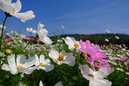 Color of flowerの写真素材