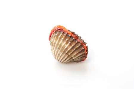 fresh Cockles isolated on white background