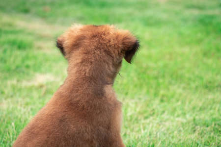 A brown puppy sitting on the lawn Staring at some in the thicket Look for things to play for his fun.の写真素材