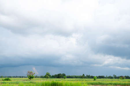 ice field in rainy season The beginning of the rice production season on the background of white clouds and blue skyの写真素材