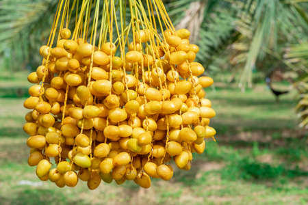 Closeup Barhi Dates palm yellow fruits (Phoenix Dactylifera) on the clusters in organic fruit garden for harvestingの写真素材