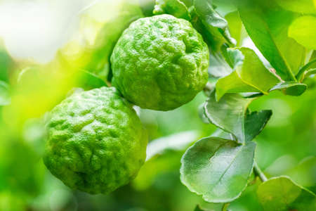 Fresh green bergamot fruit hanging from branch. bergamot tree garden and healthy food concept, group...