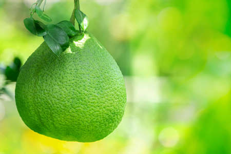 pomelo hang with branch on the pomelo tree in farm, on green nature blur and bokeh sun light morning backgroundの写真素材