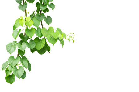Twisted jungle vines liana plant Cowslip creeper vine (Telosma cordata) with heart shaped green...