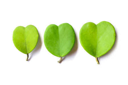 Sweetheart Hoya leaf isolated on white background whit clipping pathの写真素材