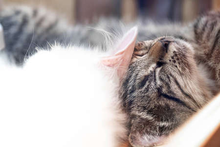 clean white and black cat sleeping peacefully, happy cat, cut animal