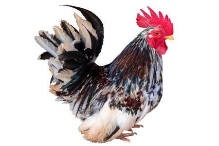 close up portrait of Spotted bantam chicken isolated on white background