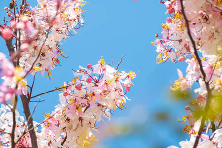 pink flower and blue sky background, copy spaceの写真素材