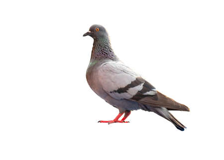 full body of standing pigeon bird isolate on white backgroundの写真素材