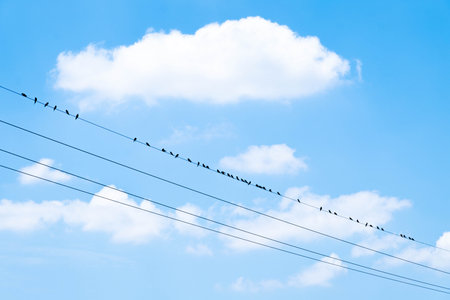 Many birds perched on high voltage lines, against sky and clouds background.の写真素材