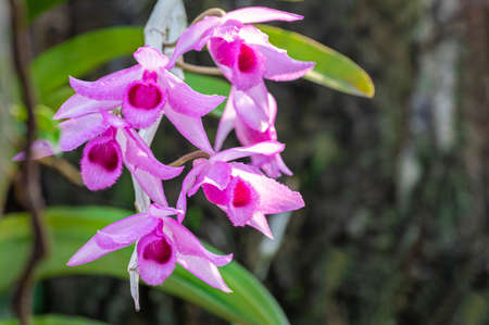 Beautiful small Pink Orchid flower in orchid garden at winter or spring day. Orchid flower for...