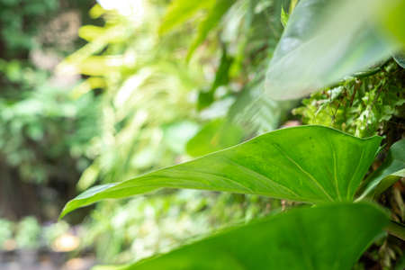 Big Epipremnum aureum leaf in garden,on green nature blur background, selective focus point, macrot