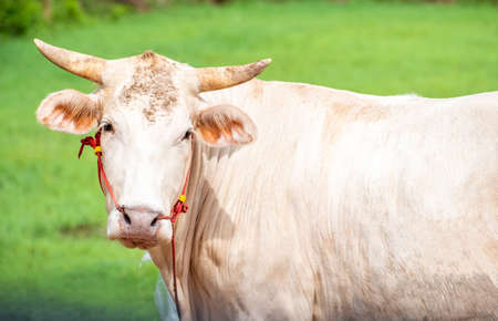 White cows in the green nature backgroundの写真素材