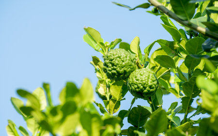 Fresh green bergamot fruit hanging from branch. bergamot tree garden and healthy food concept, group...