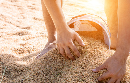 Man's hands scooping rice grains into buckets to dry, farmer drying rice on netting to dry the...