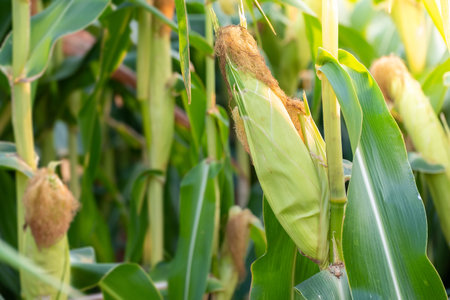Sweet corn seeds and green leaves at Corn field,waiting for harvest.の写真素材