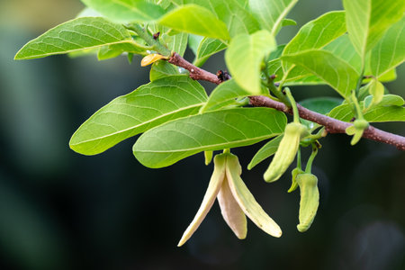 Custard apple flower hanging on its tree with green leaves, blossom on tree among green leaves...