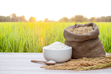 White rice grains in white bowls, white rice grains in wooden spoons, raw rice grains in hemp sacks and ears placed on modern wooden table, and nature field  sunlight in morning background, thailandの写真素材