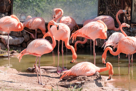 flock of pink flamingos walking by the river in the zoo.の写真素材
