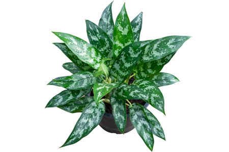 Aglaonema foliage green leaf on black pot,billionaire tree, Spring Snow Chinese Evergreen, Exotic tropical leaf, isolated on white background with clipping path, top viewの写真素材