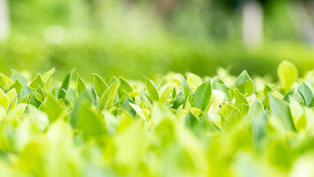 Fresh green trees named Korean leaf Banyan background. tree wall, tree leaf backdrop