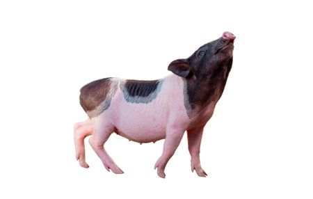 Full of smilling baby ping and black piglet isolated on white background with clipping path include, Wild boar cubの写真素材