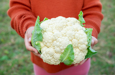 Cauliflower head with leaves in hands of girl, close-up, organic fruits. The concept of a garden, cottage,Fresh vegetables. Harvest. Vegetarian and vegan food. Selective focusの写真素材