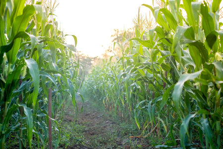 Green Corn field with sunlight in morning day, young corn tree for graphic desing, poster, banner