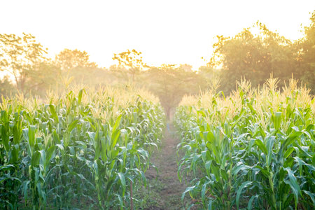Green Corn field with sunlight in morning day, young corn tree for graphic desing, poster, banner