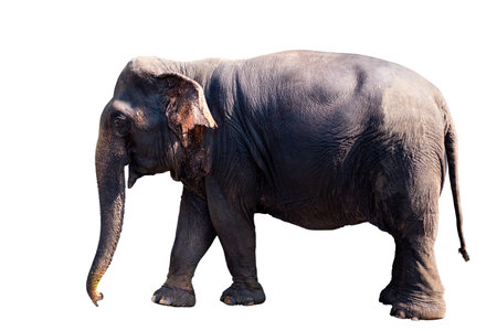 Elephant, Full body standing and walking of big black female asian elephant isolated on white background with clipping path, Thailand elephant, side viewの写真素材