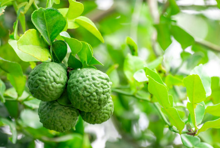 Bergamot, Fresh green bergamot fruit hanging from branch. bergamot tree garden and healthy food concept, group of bergamot,Bergamot medicinal plants with manyの写真素材