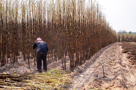 Workers are harvesting sugarcane from sugarcane plants that have had their leaves burned until only the tree remains, sugarcane burning, dust problem pm 2.5, copy spaceの写真素材