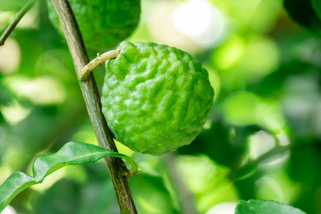 Bergamot, Fresh green bergamot fruit hanging from branch. bergamot tree garden and healthy food...