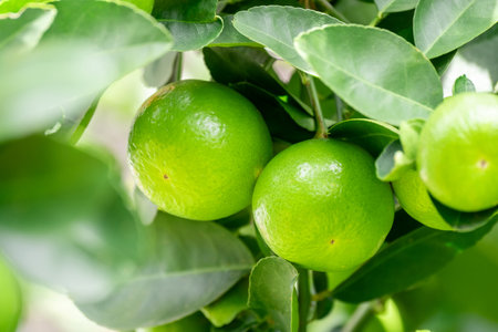 Green lemons is citrus  fruits on a branch with nature background. Green Lemons tree in the garden with daylight. Fresh green lime fruit hanging from branch.の写真素材