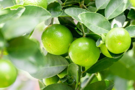 Green lemons is citrus  fruits on a branch with nature background. Green Lemons tree in the garden...