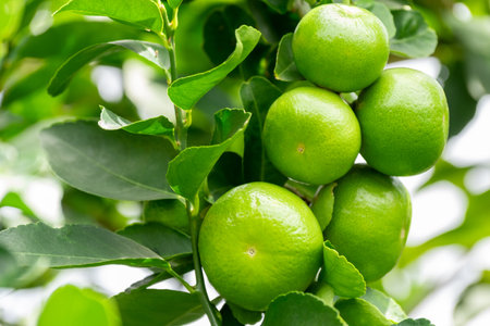 Green lemons is citrus  fruits on a branch with nature background. Green Lemons tree in the garden...