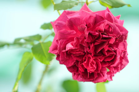 Beautiful Pink roses flower bloom in the summer in the country garden, Close up rose booming and water drop on petals and blur green nature background, intimate, romantic, delicateの写真素材