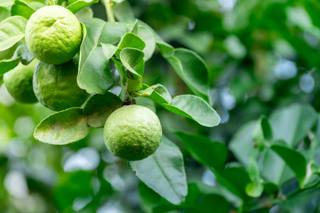 Bergamot, Fresh green bergamot fruit hanging from branch. bergamot tree garden and healthy food...