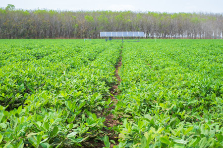 Green peanut field with solar panel system in the background, representing modern sustainable agriculture and eco-friendly farming technologies under clear sky.の写真素材